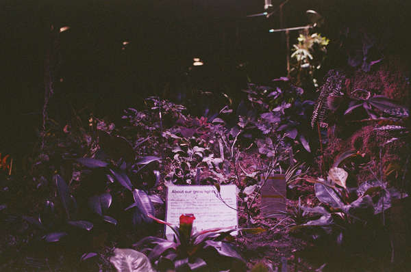 About our grow lights
 - The Lowline, NYC